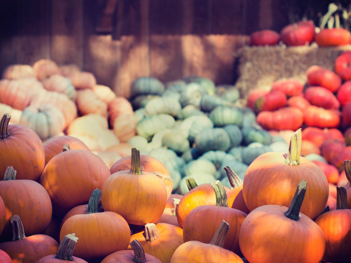 The Best Pumpkin Patches around&nbsp;Dayton